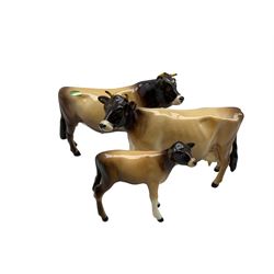 Beswick family group of Jersey Cows comprising 'CH Dunsley Cow Boy', 'CH Newton Tinkle' and calf (3)