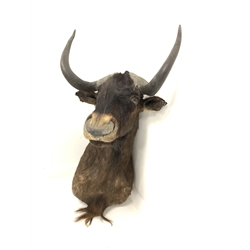 Taxidermy: Black Wildebeest (Connochaetes gnou), modern shoulder mount, facing slightly to the right, D73cm, H70cm, W48cm