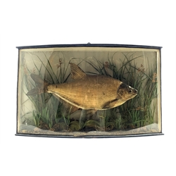 Taxidermy: A cased and mounted Roach in naturalistic setting, L62cm x H37cm