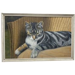 Freda Doyle (British Naive School Early 20th century): The Sleepy Tabby Cat, oil on board signed 36cm x 58cm