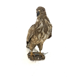 Taxidermy: Large Golden Eagle, mounted on naturalistic branch work base, H81cm