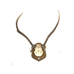 Pair of six point (4+2) stag antlers inscribed 'Inversanda Estate 11-10-95' partial skull on oak wall shield H70cm