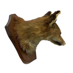 Taxidermy - Fox mask (Vulpes vulpes) looking to the left, on an oak wall shield and a brush (2)