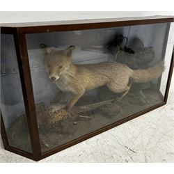 Taxidermy: Cased diorama of a Red Fox (Vulpes vulpes) full mount standing with a Pheasant kill, amidst faux painted rockwork, fauna, grasses and ferns, set against a sky painted backdrop, enclosed within a three-glass pine display case, L129cm, D29cm, H67cm
