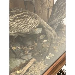 Taxidermy: Cased study of three Curlews (Numenius aequath) full mounts in naturalistic setting within a glazed pine display case, mounted on a repurposed cast metal singer sewing machine base