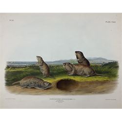 John Woodhouse Audubon (American 1812-1862): 'Pseudostoma Borealis Rich - The Camas Rat (Male Female & Young Natural Size)', Plate 142 from 'The Viviparous Quadrupeds of North America', lithograph with hand colouring pub. John T Bowen, Philadelphia 1848, 55cm x 70cm (unframed) Provenance: Vendor acquired through family descent - Audubon's son (colourer of prints) was married to the vendor's relative (great grand-father's sister).