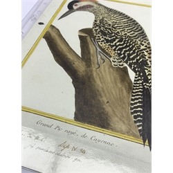 After Francois Nicolas Martinet (1731-c1804) Studies of Oriental Birds, pair of hand coloured plates No. 719 Green Barred Flicker, male and No. 928 Red Crested Pochard with hand written annotations in red ink plate 25.3cm x 20.8cm unframed