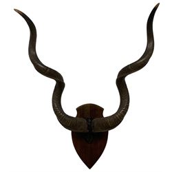 Antlers / Horns: Pair of Cape Greater Kudu Horns (Strepsiceros strepsiceros) on uppser skull mounted on oak shield H115cm 