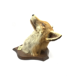 Taxidermy - Fox mask by P Spicer & Sons, Leamington on an oak wall shield with ivorine label 'Goathland Hounds at Ugthorpe, M Readman on Raffles'