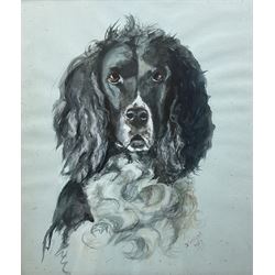 D Wright (British mid-20th century): Portrait of a Spaniel, watercolour signed and dated 1957, 42cm x 36cm
