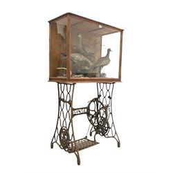 Taxidermy: Cased study of three Curlews (Numenius aequath) full mounts in naturalistic setting within a glazed pine display case, mounted on a repurposed cast metal singer sewing machine base