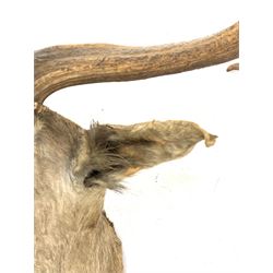 Taxidermy: Stags head and neck, W68cm x H73cm approx. 