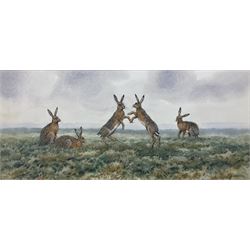 Brian Rawling (British 1931-): Fighting Hares, watercolour signed and dated '89, 20cm x 45cm