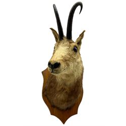 Taxidermy: Alpine Chamois (Rupicapra rupicapra), adult male shoulder mount with head turning to the left, mounted upon an oak shield, 32cm from the wall, height 59cm