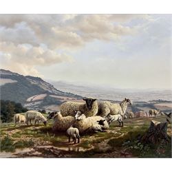 Daniel Van der Putten (Dutch 1949-): 'Sheep and Lambs on Broadway Hill - Cotswolds', oil on panel signed and dated 1985, titled verso 32cm x 38cm