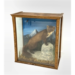 Taxidermy - Pine Marten with front feet on a raised rock with a painted background in an early 20th century oak and glazed case 61cm x 56cm x 28cm