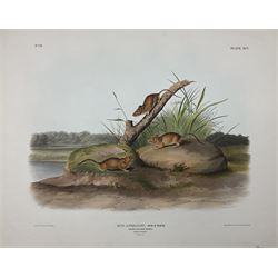 John Woodhouse Audubon (American 1812-1862): 'Mus Aureolus Aud & Bach - Orange Coloured Mouse (Male & Female Natural Size)', Plate 95 from 'The Viviparous Quadrupeds of North America', lithograph with hand colouring pub. John T Bowen, Philadelphia 1846, 55cm x 70cm (unframed) Provenance: Vendor acquired through family descent - Audubon's son (colourer of prints) was married to the vendor's relative (great grand-father's sister).