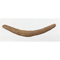 19th Century Australian Aboriginal boomerang L63cm