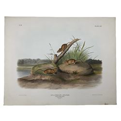 John Woodhouse Audubon (American 1812-1862): 'Mus Aureolus Aud & Bach - Orange Coloured Mouse (Male & Female Natural Size)', Plate 95 from 'The Viviparous Quadrupeds of North America', lithograph with hand colouring pub. John T Bowen, Philadelphia 1846, 55cm x 70cm (unframed) Provenance: Vendor acquired through family descent - Audubon's son (colourer of prints) was married to the vendor's relative (great grand-father's sister).