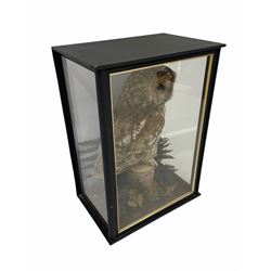 Taxidermy: A cased Tawny Owl (Strix Aluco), full mount perched on tree stump, circa 2017, H46cm x D22cm with CITES A10 (non-transferable) licence no. 595372/01