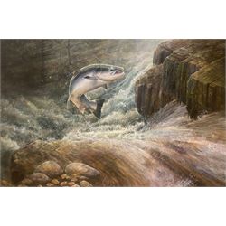 Chris Sharp (Scottish Contemporary): Salmon over the Waterfall, oil on canvas signed 94cm x 63cm