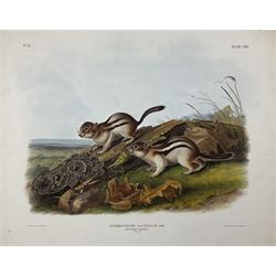 John Woodhouse Audubon (American 1812-1862): 'Spermophilus Lateralis Say - Say's Marmot Squirrel (Natural Size)', Plate 114 from 'The Viviparous Quadrupeds of North America', lithograph with hand colouring pub. John T Bowen, Philadelphia 1847, 55cm x 70cm (unframed)
Provenance: Vendor acquired through family descent - Audubon's son (colourer of prints) was married to the vendor's relative (great grand-father's sister).