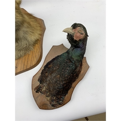 Taxidermy - Fox mask inscribed 'Blyborough 1934' on oak wall shield with a paper label inscribed 'F E Potter, Taxidermist, Billesdon, Leicester', a duck on a wall shield, pheasant on a shield and a standing duck