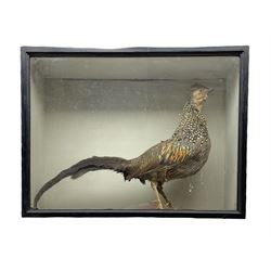 Taxidermy: Victorian cased study of a Jungle Fowl in ebonised glazed display case, 43cm x 58cm 