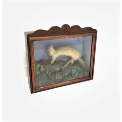 Taxidermy - Ferret  with rock, vegetation and painted background in Victorian glazed case 44cm x 47cm x 16cm