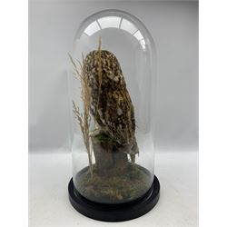 Taxidermy: Tawny Owl (Strix aluco), full mount adult sat atop a tree stump, enclosed beneath a glass dome with ebonised base, H53cm with CITES A10 (non transferable) licence no -291810/01