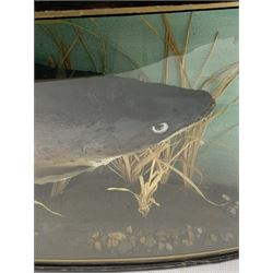 Taxidermy: Brook Trout (Salvelinus fontinalis), mid 20th century, preserved and mounted within a naturalistic setting amidst reeds and grasses, set above a pebbled river bed, mounted against painted back drop, enclosed within an ebonised bow-front display case with verre eglomise border, bearing gilt legend to front glass 'Taken by Ian Weber, Lough Mask, Eire, 1954, Weight 10lb 2ozs', W83.5cm, H31cm, D16cm 