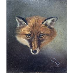 Attrib. Philip Reinagle (British 1749-1833): Fox Mask, oil on board unsigned  15cm x 13cm 
Provenance: Purchased from Tryon Gallery 1969 