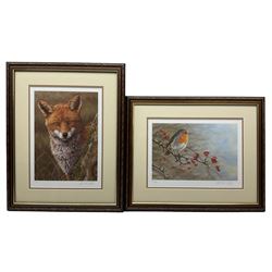 Robert E Fuller (British 1972-): 'Fox at Dawn' and 'Robin On Hawthorn', two limited edition colour prints signed and numbered in pencil max 30cm x 21cm (2)