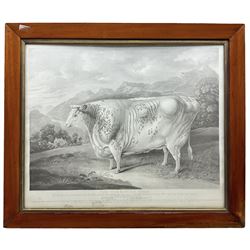 After George Christopher Horner (British 1838-1867): 'The Yorkshire Rose' Portrait of a Prize Pale Dappled Heifer 44cm x 59cm