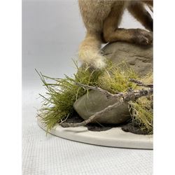Taxidermy: Red Fox Cub (Vulpes vulpes), a juvenile full mount cub perched on a faux rock base amongst grasses and branches, modern, by Mike Gadd, Taxidermist & Sculptor, Boston Spa, West Yorkshire, H56cm x 43cm approx