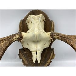 Antler/Horns: European Moose (Alces alces), circa mid 20th century, antlers on upper skull, on Austro/German style oak shield widest span 102cm, height 50cm