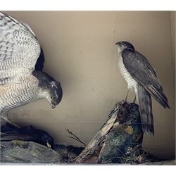 Taxidermy: Victorian cased pair of Sparrowhawks, one with Blackbird in perched on fake rock and wood with flora, set against a painted papered interior, enclosed within a period case 52cm x 69cm