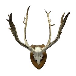 Antlers / Horns: Axis Deer (Axis axis) circa 20th century, antlers on half skull with traces of velvet still present, mounted on oak shield, W81cm