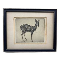 William Evan Charles Morgan (British 1903-1979): 'Harnessed Antelope', limited edition etching signed titled and dated '29, numbered 45/50, 13cm x 15cm