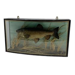 Taxidermy: Chub (Squalius cephalus), mid 20th century, preserved and mounted within a naturalistic setting amidst reeds and grasses, set above a pebbled river bed, mounted against painted back drop, enclosed within an ebonised bow-front display case with verre eglomise border, bearing gilt legend to front glass 'Chubb, Caught by Ian Weber, Little Ouse, 1954 Sept., Weight 5lb 3ozs', W68cm, H37cm, D15cm 