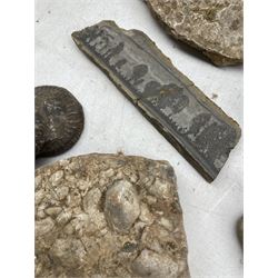 Various fossils and a Roman metal artefact, fibula brooch? etc  