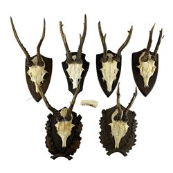 Antlers / Horns: Roe Deer (Capreolus capreolus) - Six pairs of antlers with half skull on wooden wall shields