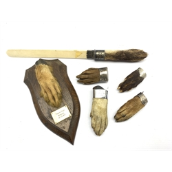 Taxidermy - Fox pad on oak wall shield inscribed 'Trinity Foot Beagles' by Rowland Ward Piccadilly, London H21cm, four otter pads with silver and plated mounts and a paper knife with fox pad handle 1916