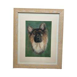 J Stephens (British contemporary): Portrait of an Alsatian, pastel signed and dated 2006, 35cm x 25cm