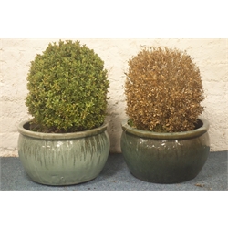 Pair glazed circular planters with shrubs, W40cm, H28cm