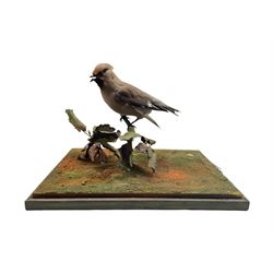 Taxidermy: Study of a Waxwing (Bombycilla garrulus) perched atop a small branch, by Rowland Ward, bearing ivorine label, lacking glass case, W30cm, D20cm, H21cm 