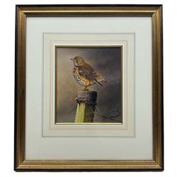 Andrew Hutchinson (British 1961-): Song Thrush Perching, watercolour and gouache signed 20cm x 17cm; together with a signed print by the same hand 32cm x 60cm (2)