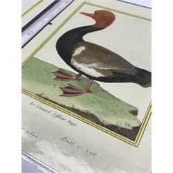 After Francois Nicolas Martinet (1731-c1804) Studies of Oriental Birds, pair of hand coloured plates No. 719 Green Barred Flicker, male and No. 928 Red Crested Pochard with hand written annotations in red ink plate 25.3cm x 20.8cm unframed