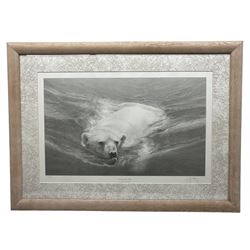 Gary Hodges (British 1954-): 'Swimming Polar Bear',  limited edition monochrome print signed and numbered 779/850 in pencil 36cm x 59cm