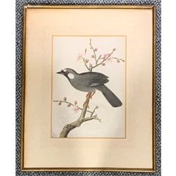 19th century watercolour of a Magpie on a flowering Prunus, probably Chinese or Indian 30cm x 22cm 